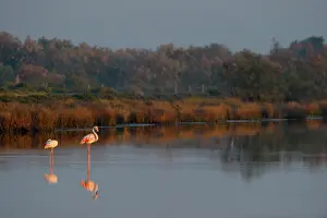 Phoenicopteridae: Grey Heron