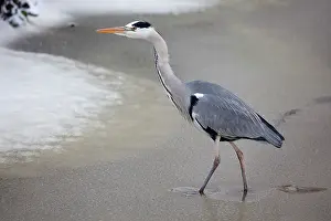 Wijdewormer: Grey Heron
