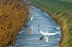 Ditch: Grey Heron