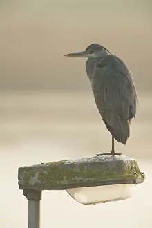 Cinera: Grey Heron