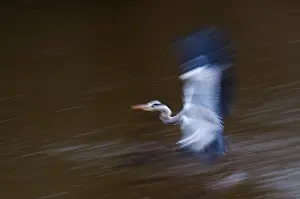 Eindhoven: Grey Heron