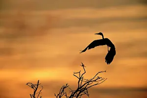Fleeing: Grey Heron