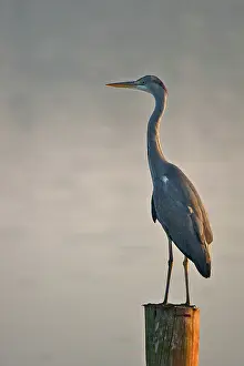 Leidschendam: Grey Heron