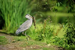 Esox: Grey Heron