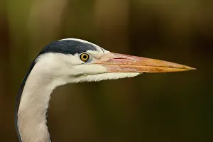 Cinera: Grey Heron