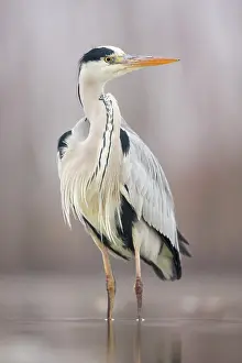Bacs: Grey Heron