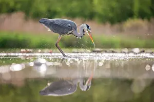 Droplets: Grey Heron