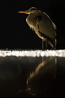 Bacs: Grey Heron