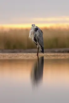 Bacs: Grey Heron
