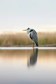 Bacs: Grey Heron