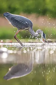 Droplets: Grey Heron