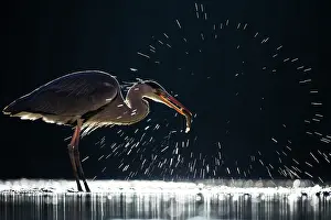 Bacs: Grey Heron