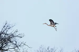 Angel: Grey Heron