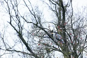 Angel: Grey Heron