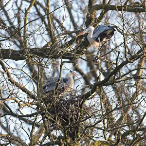 Arnhem: Grey Heron