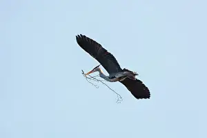 Arnhem: Grey Heron