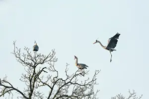 Angel: Grey Heron