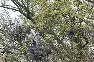 Angel: Grey Heron