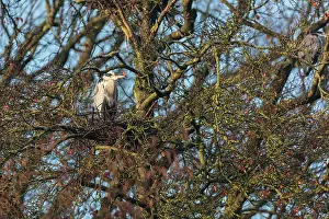 Angel: Grey Heron