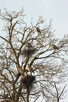 Angel: Grey Heron