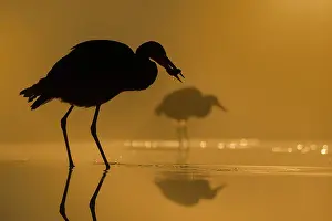 Bacs: Grey Heron