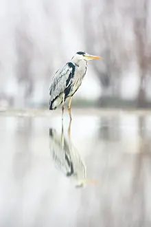 Bacs: Grey Heron