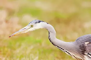 Schagen: Grey Heron