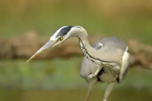 Nemzeti: Grey Heron