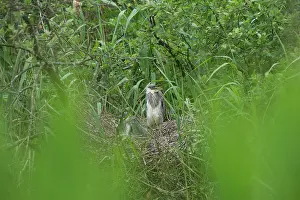 Overflakkee: Grey Heron