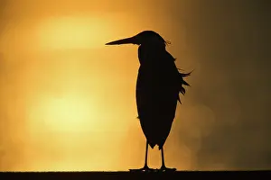 Zeeland: Grey Heron