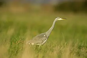 Zeeland: Grey Heron