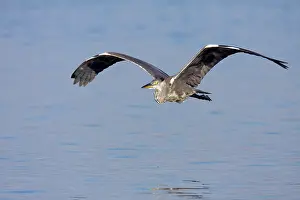 Ardea: Grey Heron