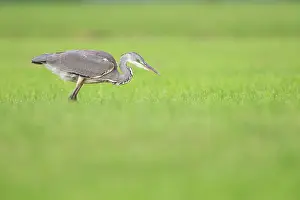 Ardea: Grey Heron