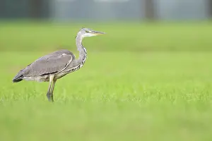 Ardea: Grey Heron