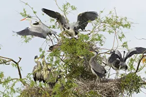 Heronry: Grey Heron - adult birds fighting at heronry
