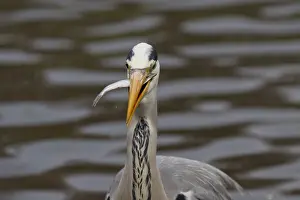 280917: Grey Heron - adult heron with a fish - Germany