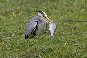 280917: Grey Heron - adult heron with a fish - Germany