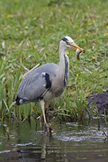 280917: Grey Heron - adult heron with a fish - Germany