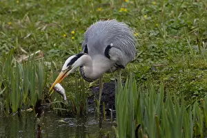 280917: Grey Heron - adult heron with a fish - Germany