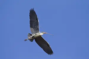 280917: Grey Heron - adult heron in flight - Germany