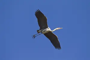 280917: Grey Heron - adult heron in flight - Germany