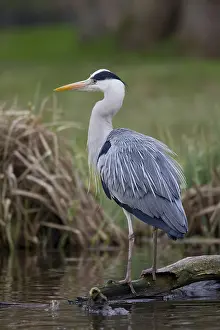 280917: Grey Heron - adult heron - Germany