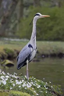 280917: Grey Heron - adult heron - Germany