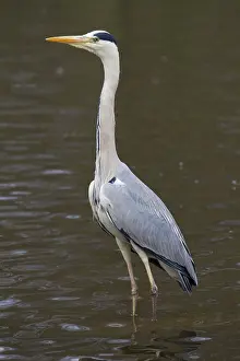 280917: Grey Heron - adult heron - Germany
