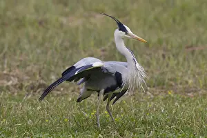 280917: Grey Heron - adult heron - Germany