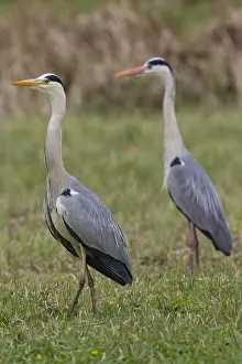 280917: Grey Heron - adult heron - Germany