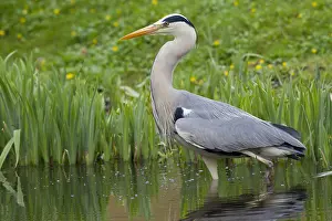 280917: Grey Heron - adult heron - Germany