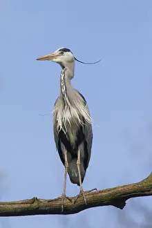 280917: Grey Heron - adult heron - Germany