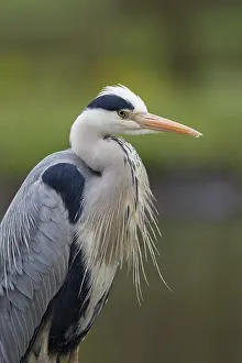 280917: Grey Heron - adult heron portrait - Germany