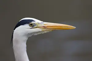 280917: Grey Heron - adult heron portrait - Germany